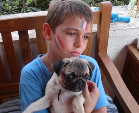 Chiots et jeunes Carlins