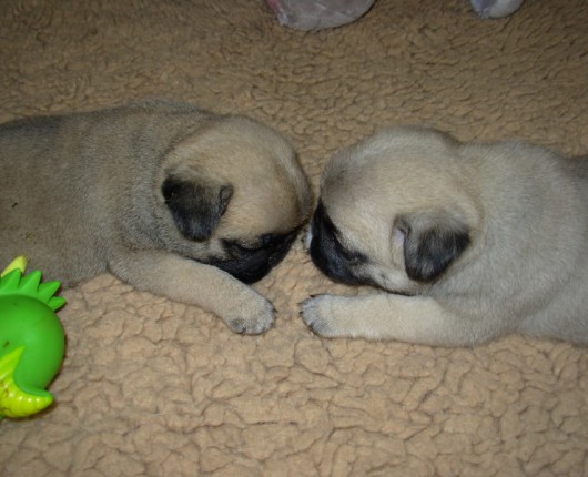 BB de Allysson et Athos