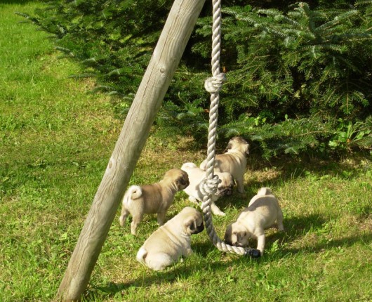 BB de Allysson et Athos